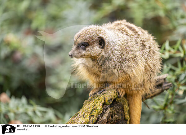 Erdmnnchen / meerkat / DMS-11138