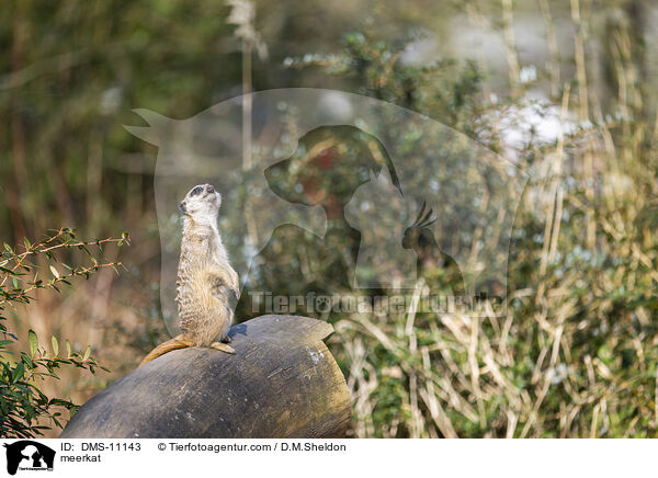 Erdmnnchen / meerkat / DMS-11143