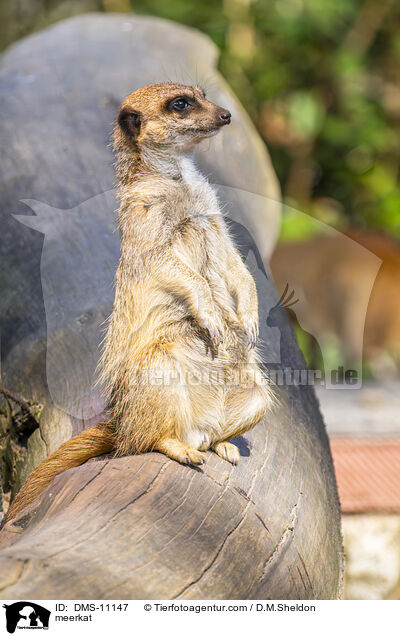 Erdmnnchen / meerkat / DMS-11147