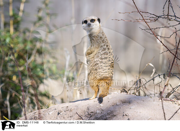 Erdmnnchen / meerkat / DMS-11148