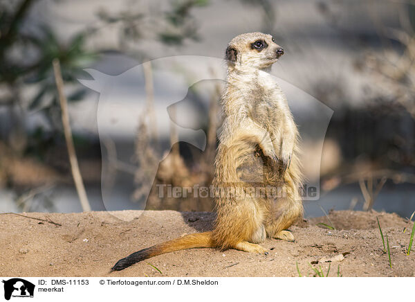 Erdmnnchen / meerkat / DMS-11153