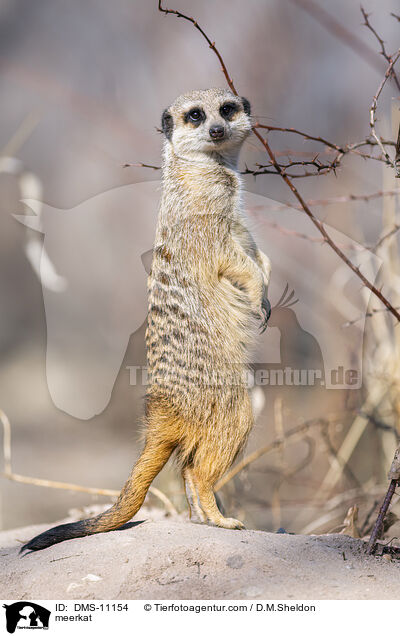 Erdmnnchen / meerkat / DMS-11154