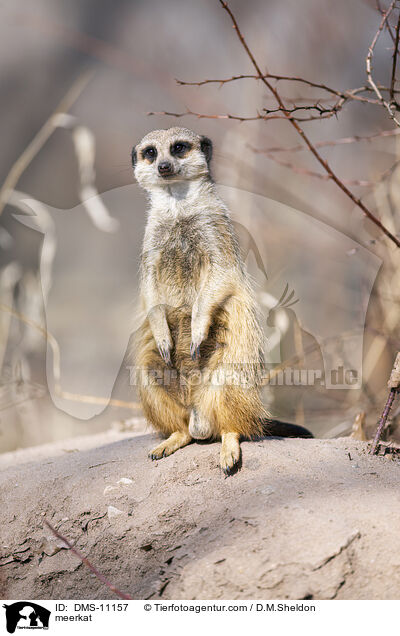 Erdmnnchen / meerkat / DMS-11157