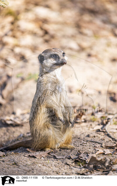 Erdmnnchen / meerkat / DMS-11158