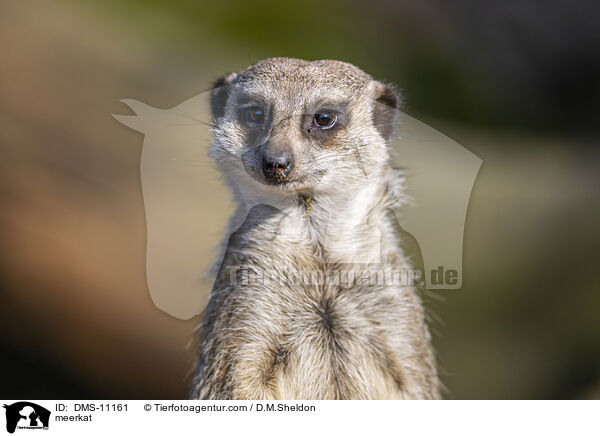 Erdmnnchen / meerkat / DMS-11161