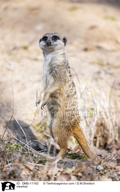 Erdmnnchen / meerkat / DMS-11162