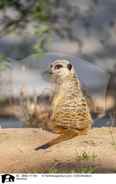 Erdmnnchen / meerkat / DMS-11164