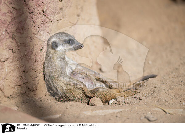 Meerkat / DMS-14832