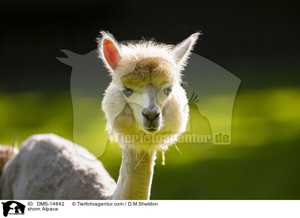 geschorenes Alpaka / shorn Alpaca / DMS-14842