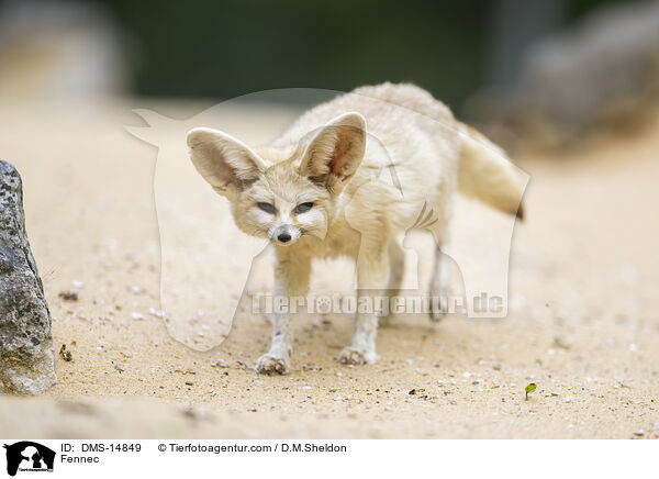 Fennek / Fennec / DMS-14849