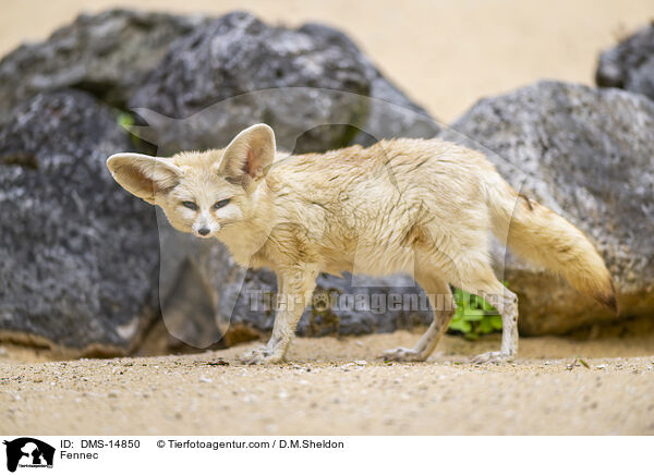Fennek / Fennec / DMS-14850