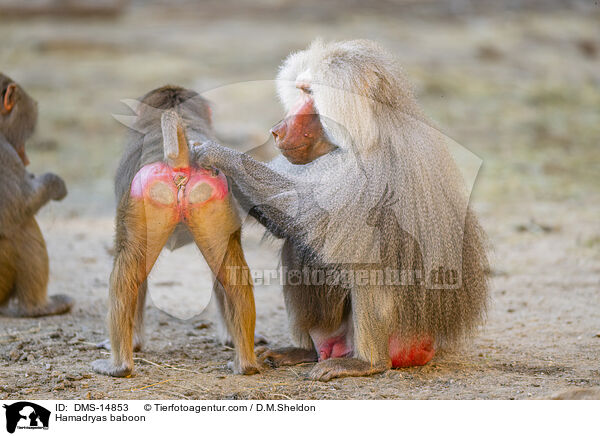 Mantelpavian / Hamadryas baboon / DMS-14853