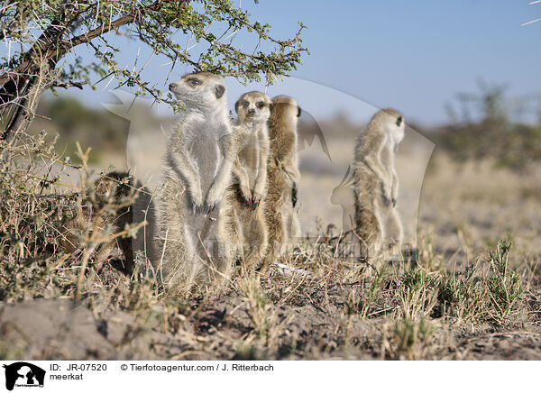 Erdmnnchen / meerkat / JR-07520