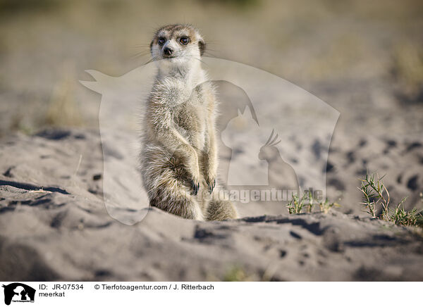 Erdmnnchen / meerkat / JR-07534