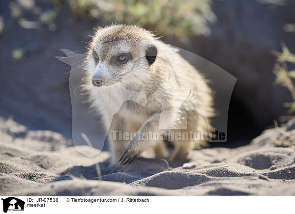 Erdmnnchen / meerkat / JR-07538