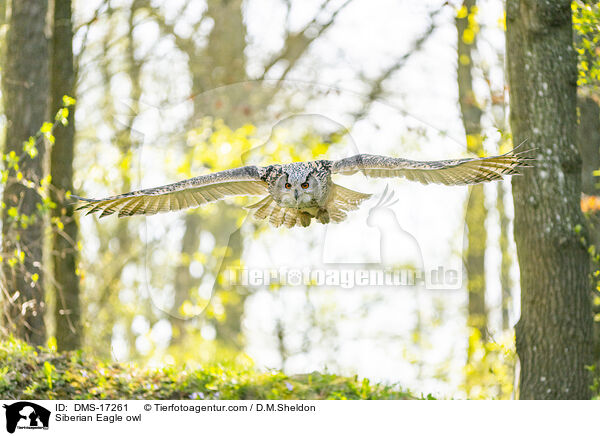 Sibirischer Uhu / Siberian Eagle owl / DMS-17261