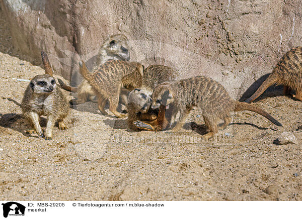 Erdm�nnchen / meerkat / MBS-29205