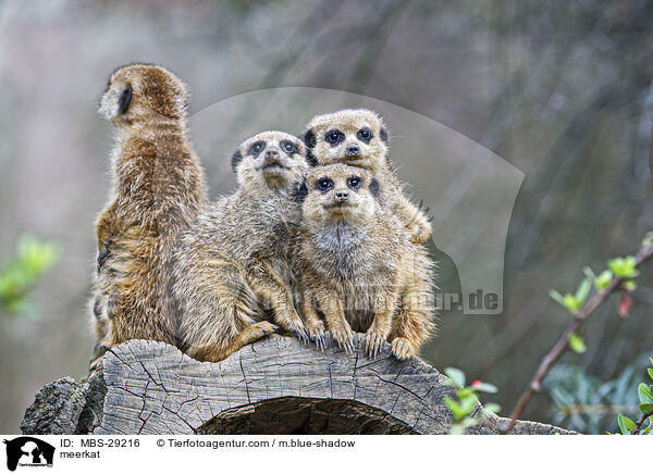 Erdm�nnchen / meerkat / MBS-29216