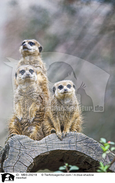 Erdm�nnchen / meerkat / MBS-29218