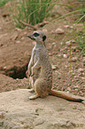 meerkat