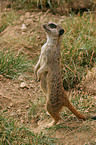 meerkat