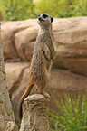 meerkat