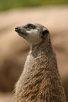 meerkat