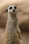 meerkat