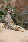 meerkat