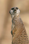 Meerkat