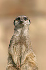 Meerkat