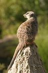 Meerkat