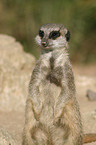 Meerkat