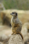 Meerkat