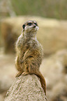 Meerkat