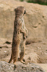 meerkat