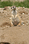 meerkat