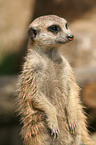 meerkat