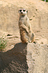 meerkat