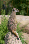 Meerkat