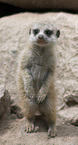 meerkat