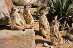 meerkats