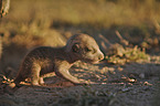 suricat baby