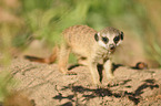 young suricat
