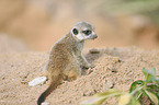 young suricat