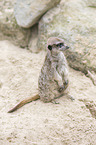 sitting Meerkat