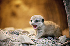 meerkat baby