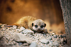 meerkat baby