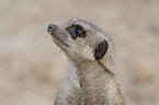 meerkat