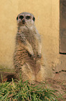 meerkat